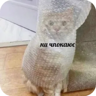 😏 emoji cAts Telegram sticker 11 of 50