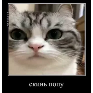 Sticker from Лучшие стикеры: @animstiker