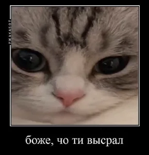 Sticker from Лучшие стикеры: @animstiker