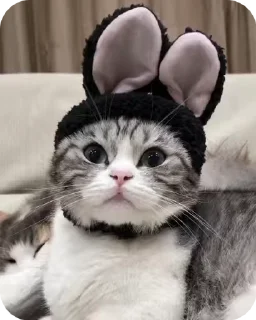 🐰 emoji Лучшие стикеры: @animstiker Telegram sticker 14 of 50