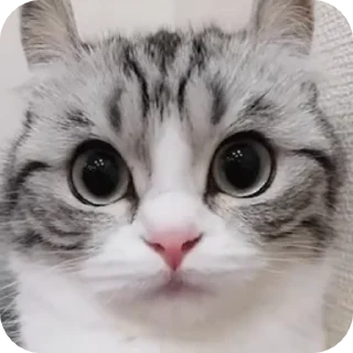 😐 emoji Лучшие стикеры: @animstiker Telegram sticker 13 of 50