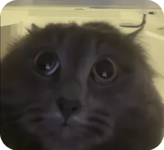 😳 emoji Лучшие стикеры: @animstiker Telegram sticker 17 of 50