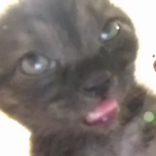 🐱 emoji Лучшие стикеры: @animstiker Telegram sticker 19 of 50