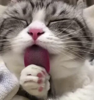 😛 emoji Лучшие стикеры: @animstiker Telegram sticker 24 of 50