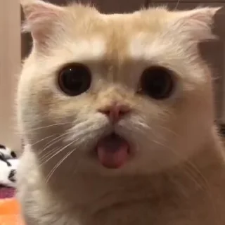 😛 emoji Лучшие стикеры: @animstiker Telegram sticker 20 of 50