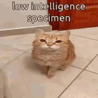 😺 emoji уходи после девятого Telegram sticker 16 of 50