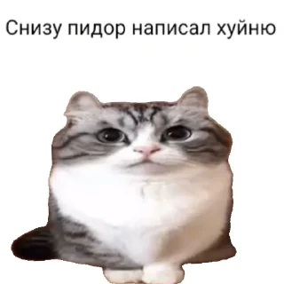 Sticker from Комару @SilaBibizan