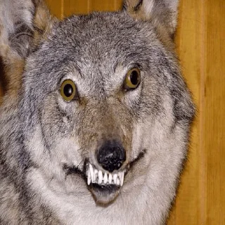 🐺 emoji Волки Telegram sticker 9 of 14