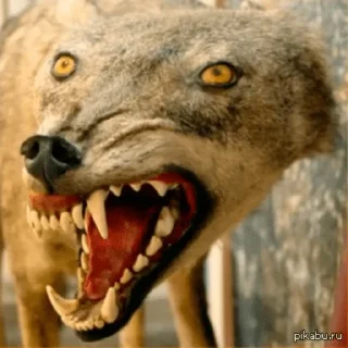 🐺 emoji Волки Telegram sticker 4 of 14