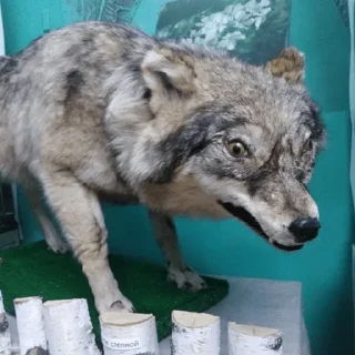 🐺 emoji Волки Telegram sticker 1 of 14