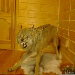 🐺 emoji Волки Telegram sticker 8 of 14