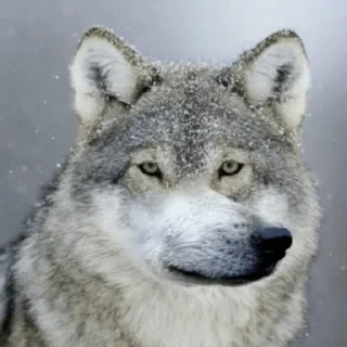 🐺 emoji Волки Telegram sticker 6 of 14