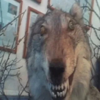 🐺 emoji Волки Telegram sticker 14 of 14
