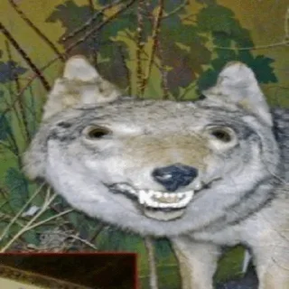🐺 emoji Волки Telegram sticker 5 of 14