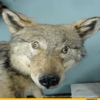 🐺 emoji Волки Telegram sticker 10 of 14