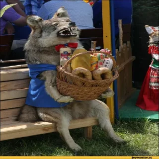 🐺 emoji Волки Telegram sticker 11 of 14