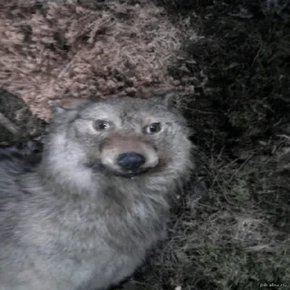 🐺 emoji Волки Telegram sticker 2 of 14