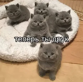 🥹 emoji Больше стикеров : @stickeriiiiiii Telegram sticker 15 of 104