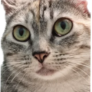 😕 emoji ShapaRasina.v.3 Telegram sticker 4 of 8