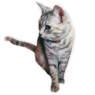 🤔 emoji ShapaRasina.v.3 Telegram sticker 1 of 8