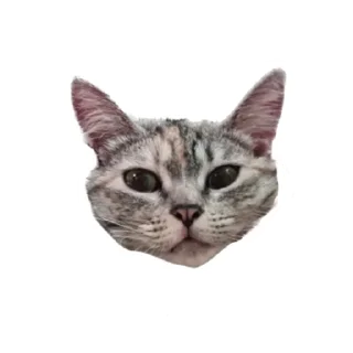 🐈 emoji ShapaRasina.v.3 Telegram sticker 8 of 8