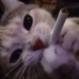 🚬 emoji AisiYunikorn Telegram sticker 24 of 31