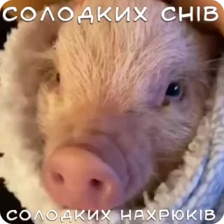 😴 emoji ран2ом @shashluchokstickers Telegram sticker 15 of 50