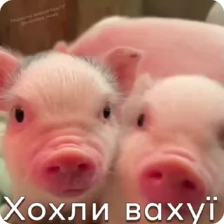 😯 emoji ран2ом @shashluchokstickers Telegram sticker 10 of 50