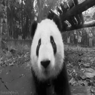 🐼 emoji Больше стиков тут: @stikery4 Telegram sticker 6 of 14