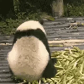 🐼 emoji Больше стиков тут: @stikery4 Telegram sticker 10 of 14
