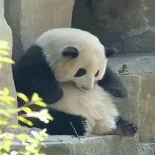 🐼 emoji Больше стиков тут: @stikery4 Telegram sticker 5 of 14