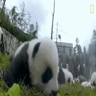 🐼 emoji Больше стиков тут: @stikery4 Telegram sticker 3 of 14