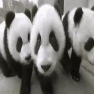 🐼 emoji Больше стиков тут: @stikery4 Telegram sticker 13 of 14