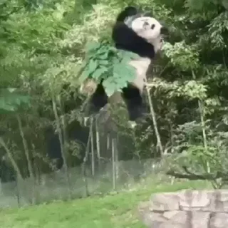 🐼 emoji Больше стиков тут: @stikery4 Telegram sticker 8 of 14