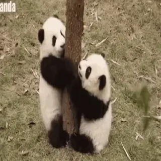 🐼 emoji Больше стиков тут: @stikery4 Telegram sticker 14 of 14
