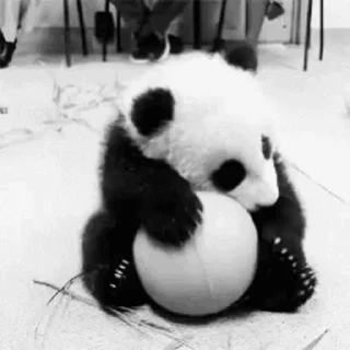 🐼 emoji Больше стиков тут: @stikery4 Telegram sticker 12 of 14