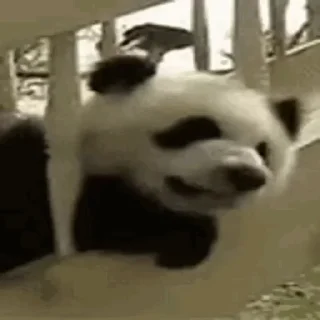 🐼 emoji Больше стиков тут: @stikery4 Telegram sticker 2 of 14