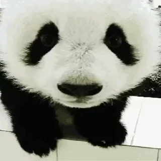 🐼 emoji Больше стиков тут: @stikery4 Telegram sticker 9 of 14