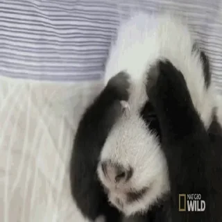 🐼 emoji Больше стиков тут: @stikery4 Telegram sticker 11 of 14