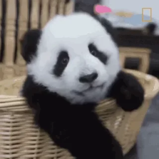 🐼 emoji Больше стиков тут: @stikery4 Telegram sticker 1 of 14