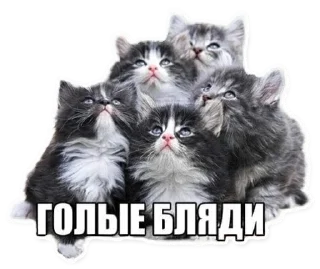 Sticker from FAV S