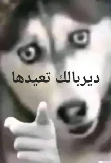 👍 emoji @o_4sp نصهن بايكهن Telegram sticker 19 of 120