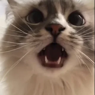 Sticker from Котяры
