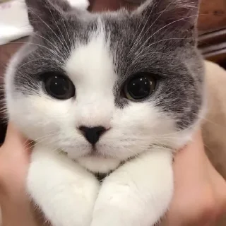 Sticker from Котяры