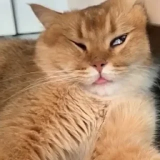 Sticker from Котяры