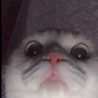 Sticker from Котяры
