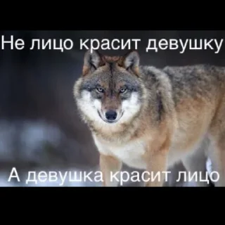Sticker from Волк