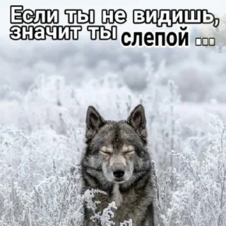 Sticker from Волк