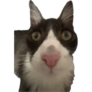 Стешка бели чорни sticker 3