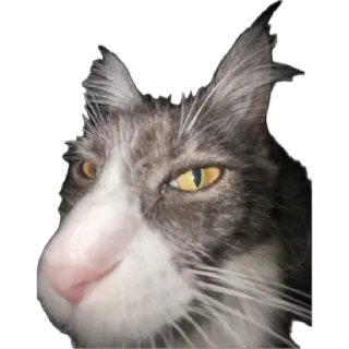 Стешка бели чорни sticker 4